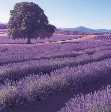 Tıbbi ve Aromatik Bitkiler veya Süs Bitkileri Üretimine Yönelik Kiralama Amaçlı Ön Başvuru İlanı