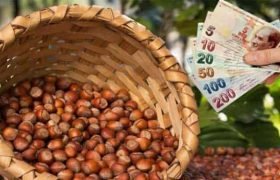 Fındık Alım Ödemeliri Başladı