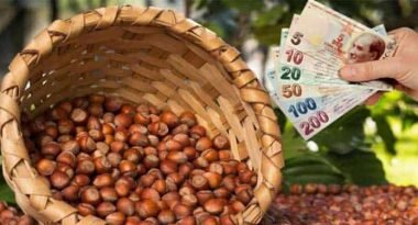Fındık Alım Ödemeliri Başladı