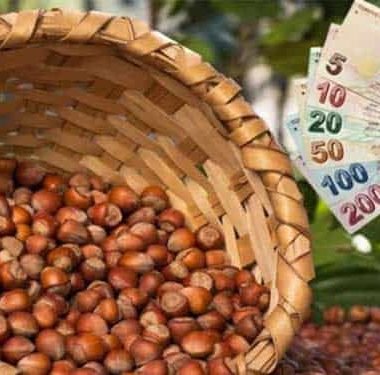 Fındık Alım Ödemeliri Başladı
