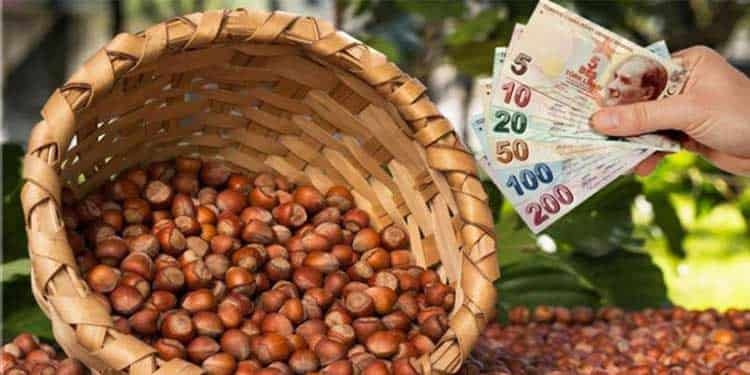 Fındık Alım Ödemeliri Başladı