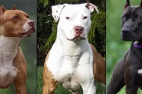 Kayseride tehlikeli ırk köpeklere el konuldu