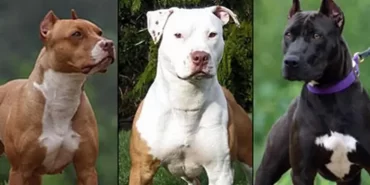 Kayseride tehlikeli ırk köpeklere el konuldu