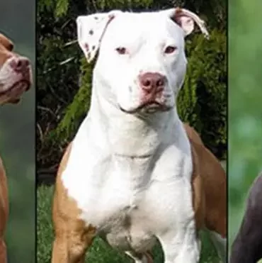 Kayseride tehlikeli ırk köpeklere el konuldu