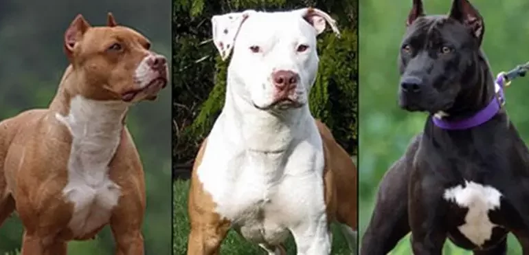 KAYSERİ’DE TEHLİKELİ IRK KÖPEKLERE EL KONULDU