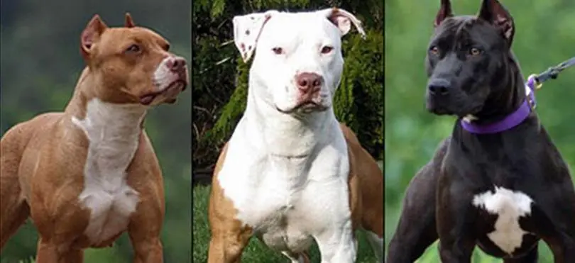 Kayseride tehlikeli ırk köpeklere el konuldu