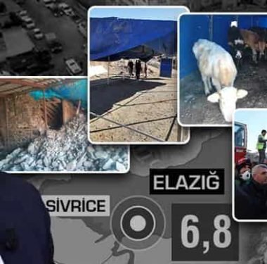 HAYVANLARI TELEF OLAN ÜRETİCİLERE HAYVAN VE YEM DESTEĞİ BAŞLADI