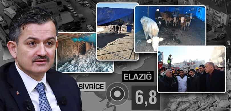 HAYVANLARI TELEF OLAN ÜRETİCİLERE HAYVAN VE YEM DESTEĞİ BAŞLADI