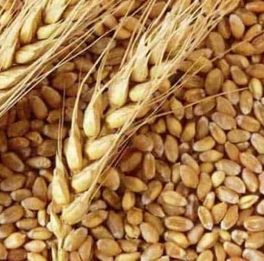PAKDEMİRLİ: ÇİTÇİMİZE ÖDENEN HUBUBAT PRİM DESTEĞİNİ %100 ARTIRDIK