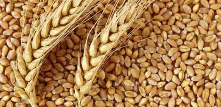 PAKDEMİRLİ: ÇİTÇİMİZE ÖDENEN HUBUBAT PRİM DESTEĞİNİ %100 ARTIRDIK