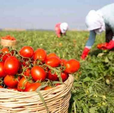 Fiyatı 50 Kuruşa Düşen Domates Üreticinin Elinde Kaldı