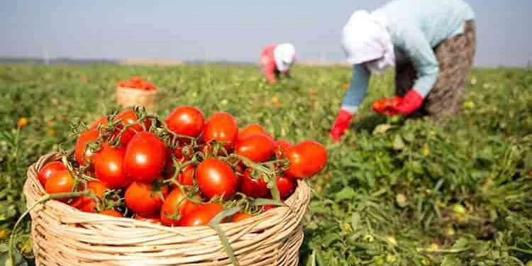 Fiyatı 50 Kuruşa Düşen Domates Üreticinin Elinde Kaldı
