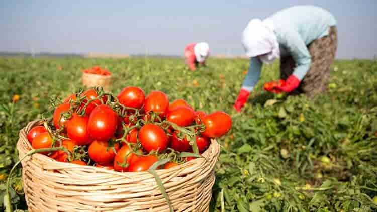 Fiyatı 50 Kuruşa Düşen Domates Üreticinin Elinde Kaldı