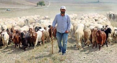 53 MİLYON LİRALIK ÇOBAN DESTEĞİ ÖDEMELERİ BUGÜN BAŞLIYOR