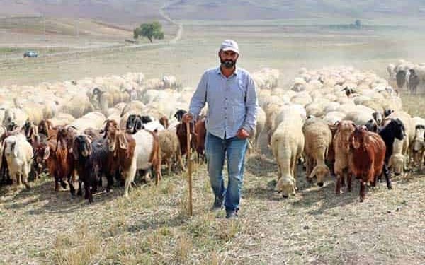 53 MİLYON LİRALIK ÇOBAN DESTEĞİ ÖDEMELERİ BUGÜN BAŞLIYOR