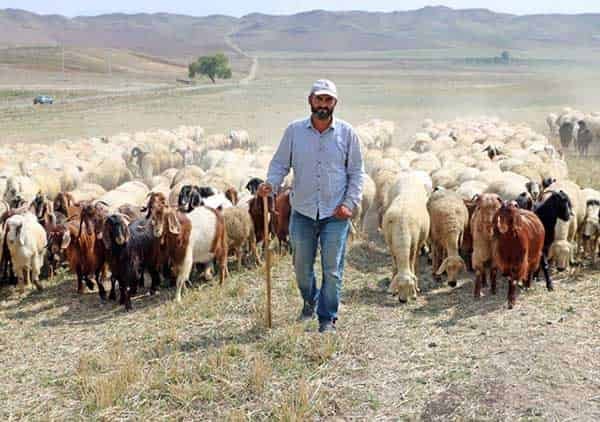 53 MİLYON LİRALIK ÇOBAN DESTEĞİ ÖDEMELERİ BUGÜN BAŞLIYOR