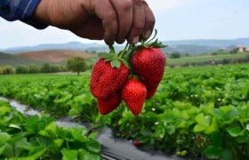 Köprübaşı çileğinde hasat zamanı