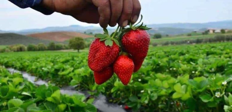 Köprübaşı çileğinde hasat zamanı