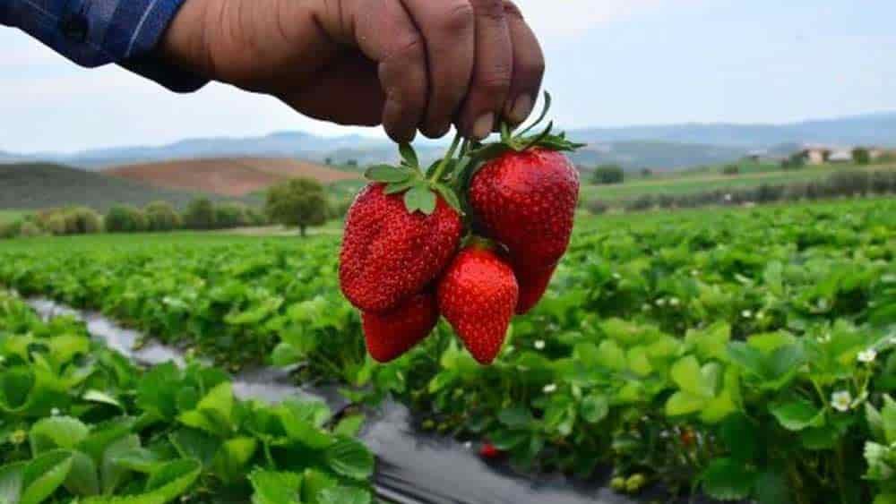 Köprübaşı çileğinde hasat zamanı