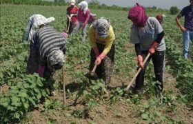 TARIM VE HAYVANCILIK FAALİYETLERİNDE BULUNANLAR SOKAĞA ÇIKMA YASAĞINDAN MUAF TUTULACAK
