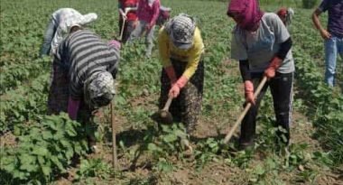 TARIM VE HAYVANCILIK FAALİYETLERİNDE BULUNANLAR SOKAĞA ÇIKMA YASAĞINDAN MUAF TUTULACAK