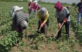 Sağlık Bakanlığı Bilim Kurulu mevsimsel tarım işçileri için karar aldı