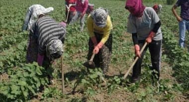 Sağlık Bakanlığı Bilim Kurulu mevsimsel tarım işçileri için karar aldı