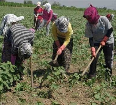 Sağlık Bakanlığı Bilim Kurulu mevsimsel tarım işçileri için karar aldı