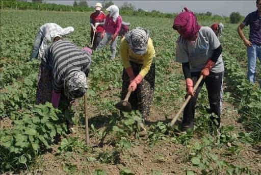 Sağlık Bakanlığı Bilim Kurulu mevsimsel tarım işçileri için karar aldı