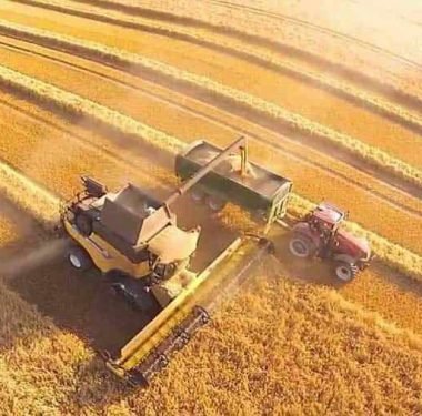 Sezonun İlk Buğday Hasadı Dalaman'da Yapıldı