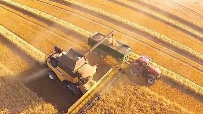 Sezonun İlk Buğday Hasadı Dalaman’da Yapıldı