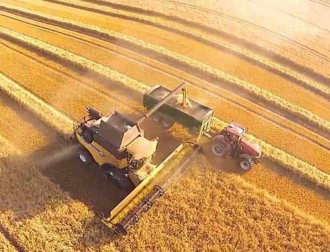 Sezonun İlk Buğday Hasadı Dalaman'da Yapıldı