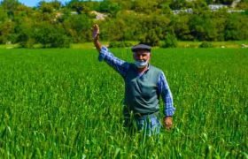 Yerli ve Genetiği Değiştirilmemiş Sarı Buğday Üretimine Destek