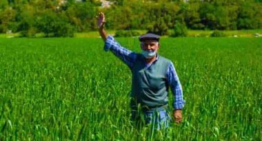 Yerli ve Genetiği Değiştirilmemiş Sarı Buğday Üretimine Destek