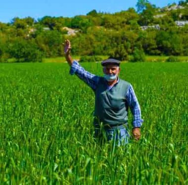 Yerli ve Genetiği Değiştirilmemiş Sarı Buğday Üretimine Destek