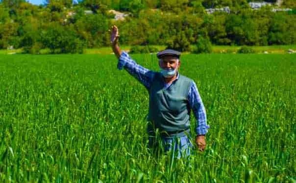 Yerli ve Genetiği Değiştirilmemiş Sarı Buğday Üretimine Destek