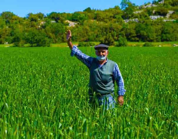 Yerli ve Genetiği Değiştirilmemiş Sarı Buğday Üretimine Destek