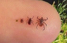 Tarım Orman İl Müdürlüğünden Kene Uyarısı