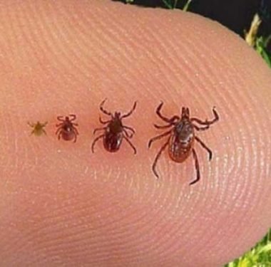 Tarım Orman İl Müdürlüğünden Kene Uyarısı