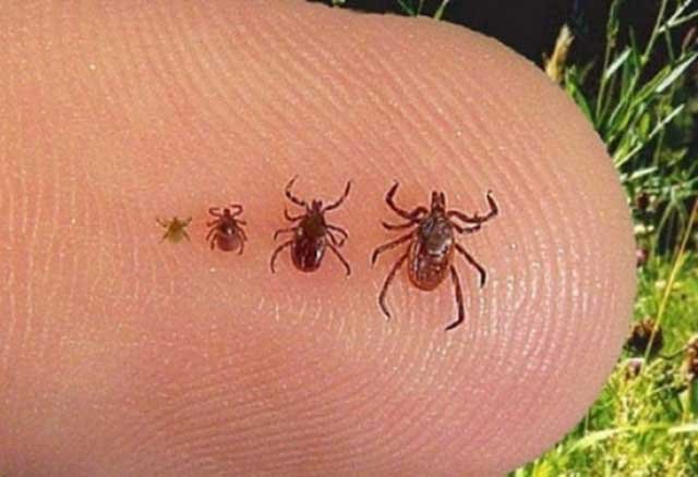 Tarım Orman İl Müdürlüğünden Kene Uyarısı