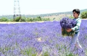 Güneysınır’da Ekilen Lavantanın İlk Hasadı Yapıldı