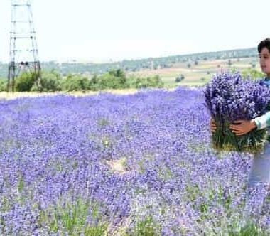 Güneysınır’da Ekilen Lavantanın İlk Hasadı Yapıldı