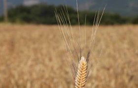 Başkan Cemil Deveci karakılçık buğdayında ilk hasadı yaptı