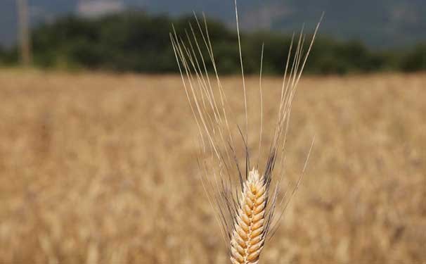 Başkan Cemil Deveci karakılçık buğdayında ilk hasadı yaptı