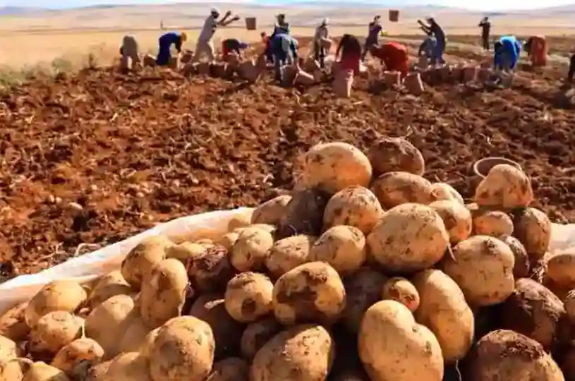patates