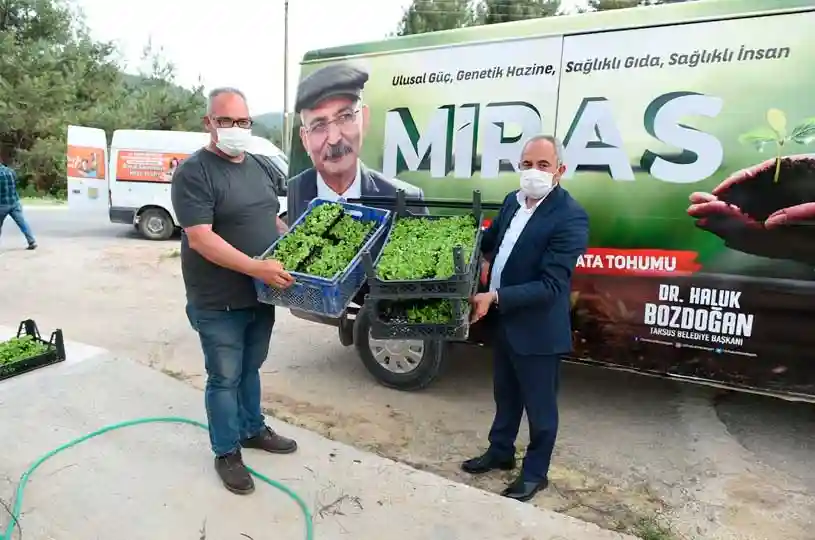 ATA TOHUMU İLE YETİŞTİRİLEN FİDELER ÜRETİCİLERE ÜCRETSİZ DAĞITILDI