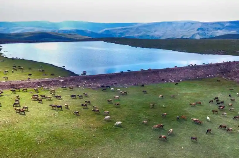 Erzurum hayvancılıkta zirvede!
