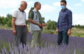 Silifke Lavanta Bahçeleri