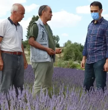Silifke Lavanta Bahçeleri
