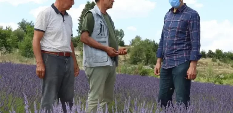 Silifke Lavanta Bahçeleri